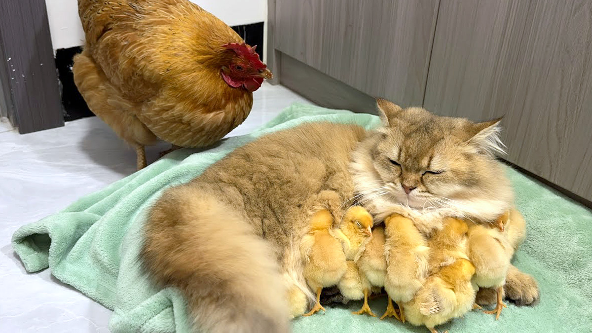 子猫がヒヨコ達を盗んだのではないかと疑うニワトリ。すると子猫が疑い