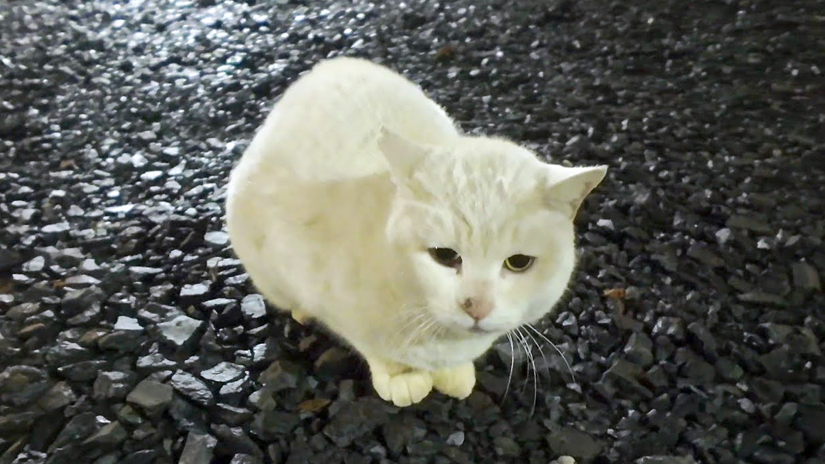 夜の神社で出会った猫