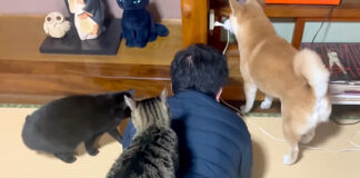 床下から鼻息が聞こえる