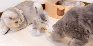 母猫をパンチする子猫