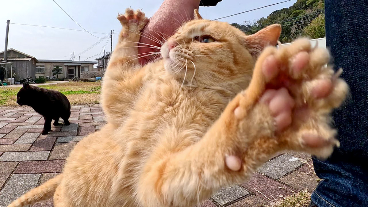 暴れん坊な猫