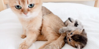 甘えたい子猫