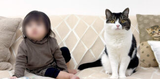 赤ちゃんと仲良くなった猫