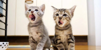 ご飯に満足した子猫達