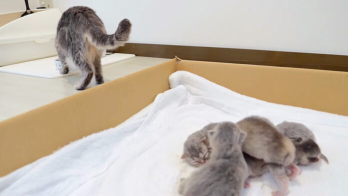 母猫が離れると大声で鳴いちゃう子猫達。そんな子猫達を安心させる母猫に心がホッと温まる♡ | エウレカねこ部
