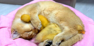 ヒナを抱きしめる子猫