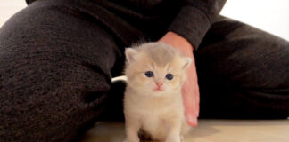 褒められる子猫