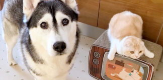 犬を連れて仕返しにきた猫
