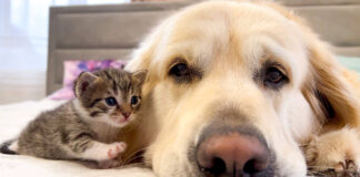 犬が大好きな子猫