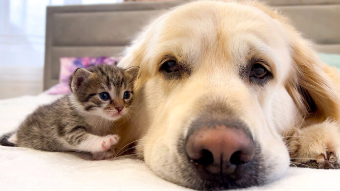 犬が大好きな子猫
