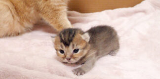 ヨチヨチ歩きの子猫