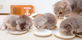 ミルクを飲む子猫達