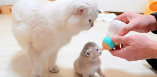 ミルクを譲らない子猫