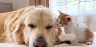 犬が大好きな子猫