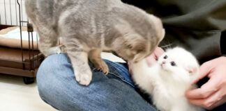 先住猫と子猫