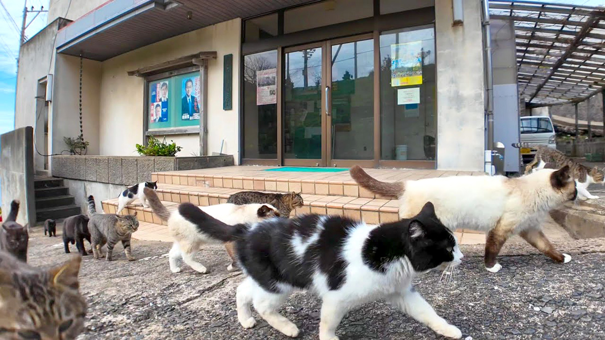出迎えてくれた猫達