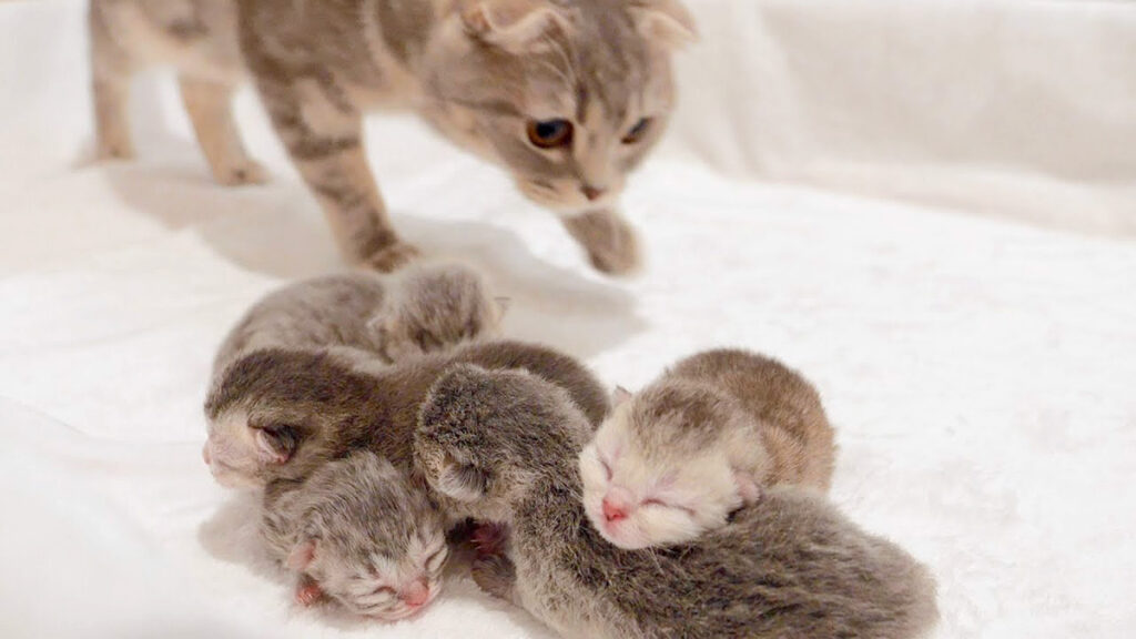 セレクトオーダー むぎゅサイズ♡お腹ぽっこり♡赤ちゃん子猫のキキ