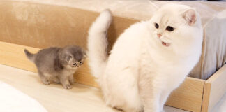 父猫を追いかける子猫