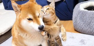 柴犬にスリスリする子猫