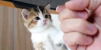 離乳食が気になる子猫