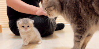 子猫を心配する母猫