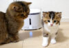 子猫をなぐさめる姉猫