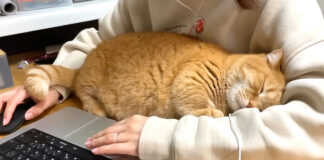 腕の中で眠る猫