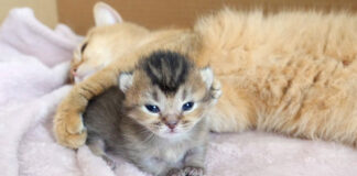 ついに目が開いた子猫