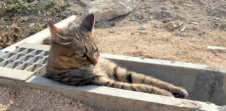 U字溝にはまる猫