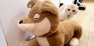 柴犬が気になる猫