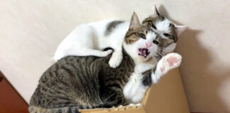 姉妹を噛む猫