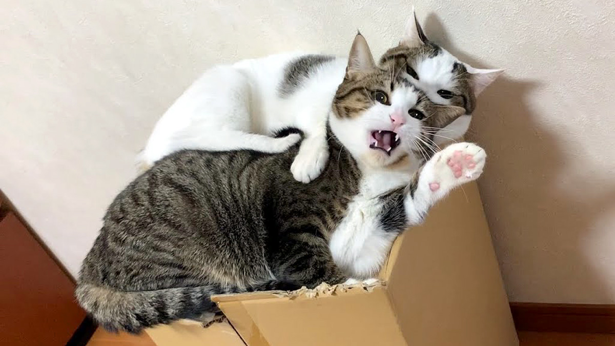 姉妹を噛む猫
