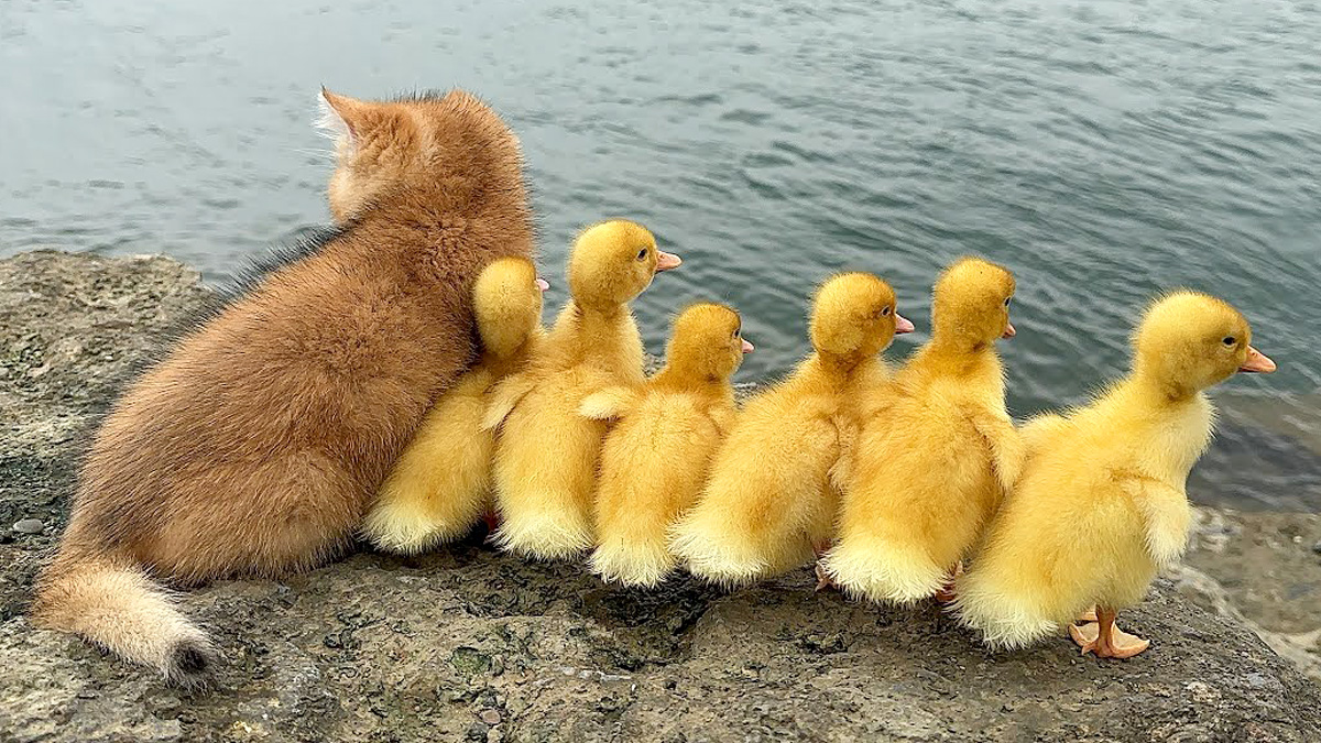 アヒルのヒナを連れて旅に出た子猫
