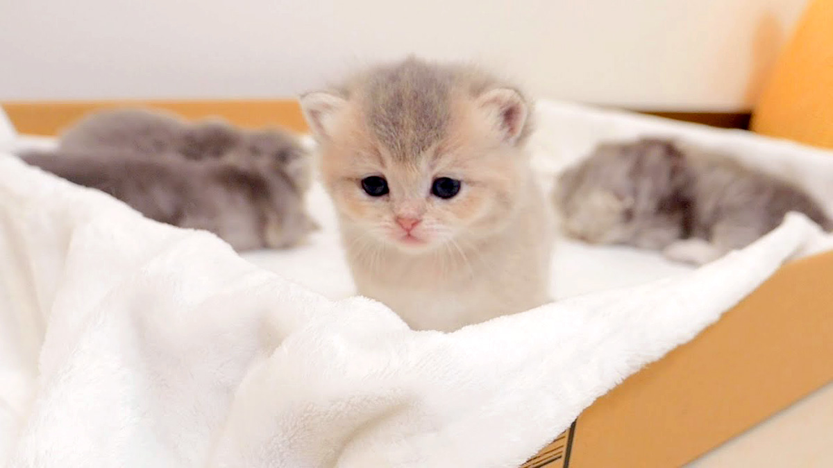 箱の中の子猫