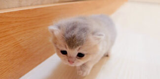 歩く子猫