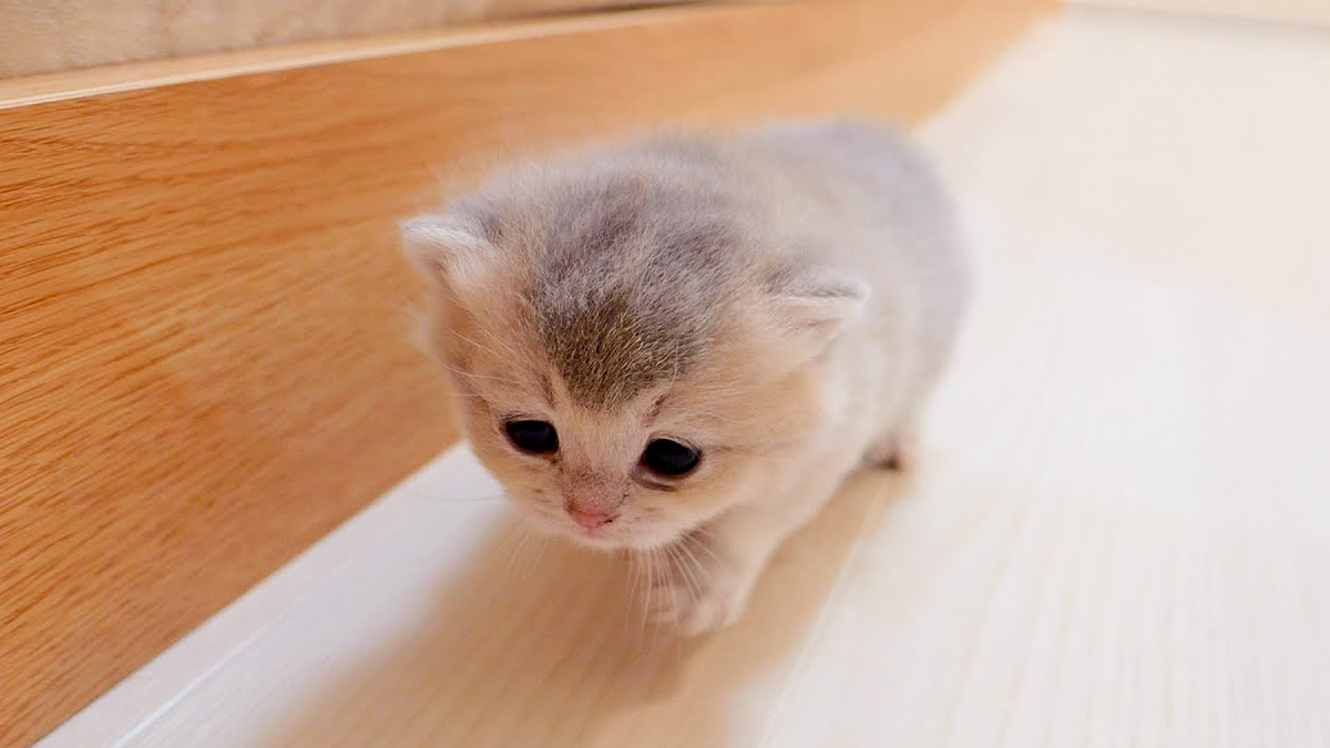 歩く子猫