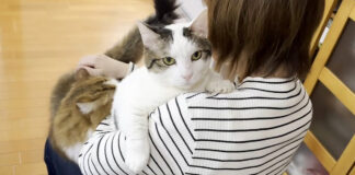 お母さんに抱っこされる猫