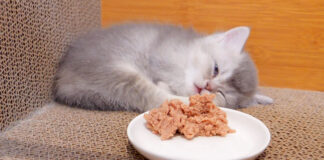 爆睡中の子猫にご飯