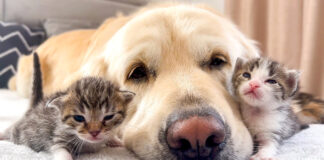 犬に寄り添う子猫達