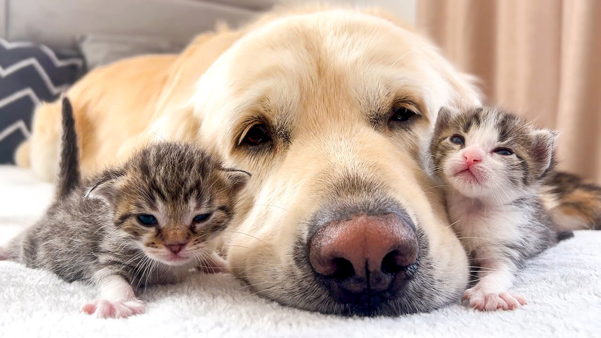 犬に寄り添う子猫達
