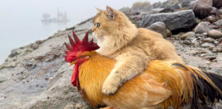 仲良しなニワトリと猫