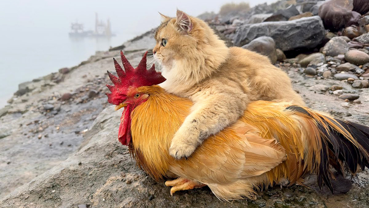 仲良しなニワトリと猫