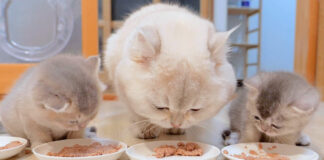 子猫にご飯を横取りされた父猫