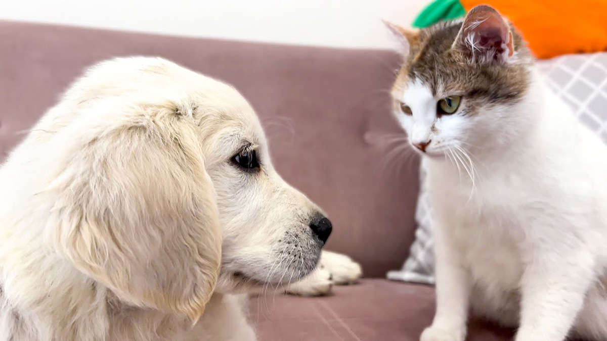 猫と友達になりたいゴールデンレトリバー