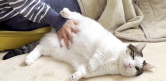 ぐうたらな猫