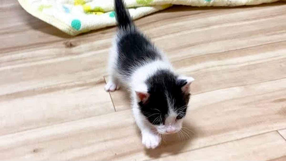 一直線に走ってきて、夢中で甘える赤ちゃん猫が可愛すぎてキュンとする