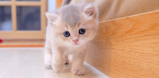 近づいてくる子猫