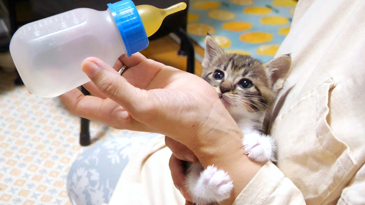 哺乳瓶 夢中 安い 猫