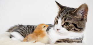 ヒヨコが気になる子猫