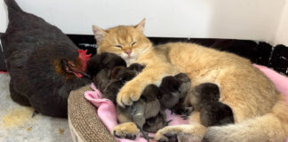 仲良しなヒヨコと子猫